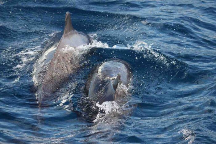 delfines en barco en tenerife