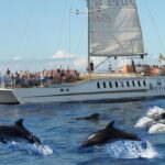 ¿Dónde ver ballenas en Tenerife? Un espectáculo único.
